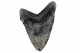 Fossil Megalodon Tooth - South Carolina #170454-2